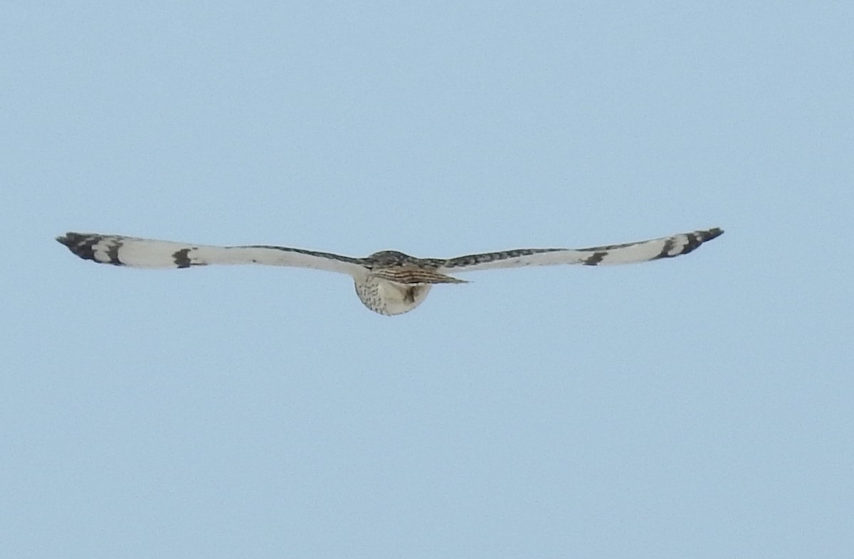 Short-eared Owl - ML49176151