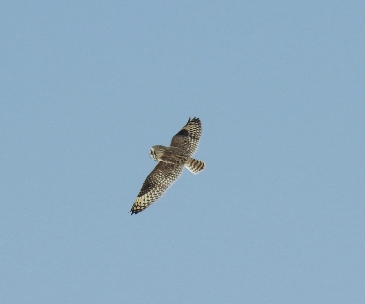 Short-eared Owl - ML49176171