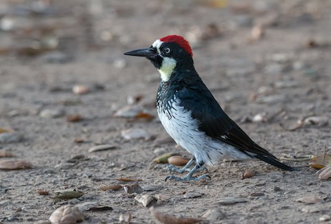 California United States eBird Central America