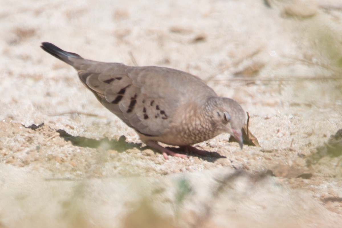 Common Ground Dove - ML491767531