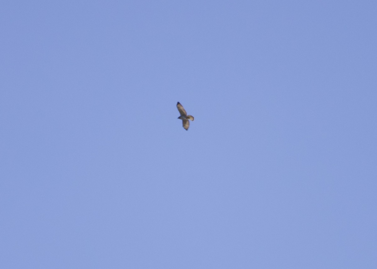 Broad-winged Hawk - ML491768451