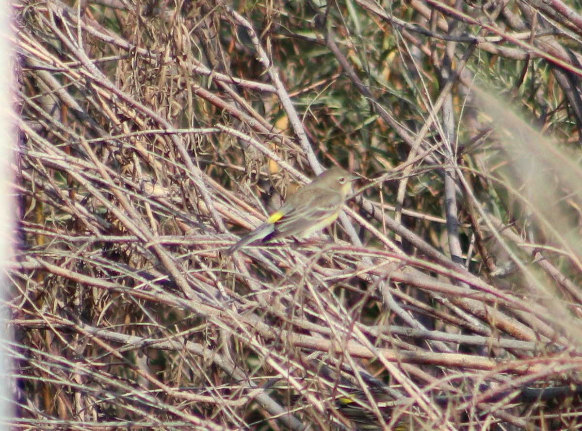 Yellow-rumped Warbler - ML491770321