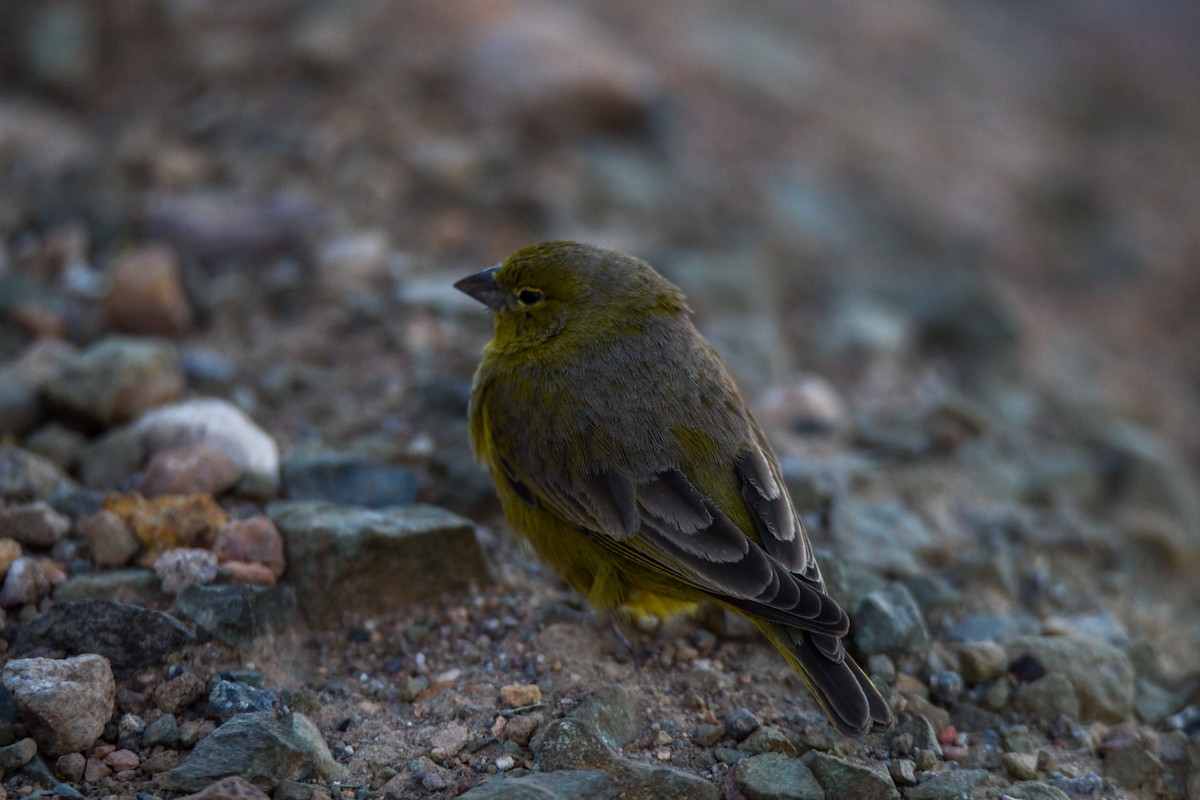 Greenish Yellow-Finch - miguel sepulveda
