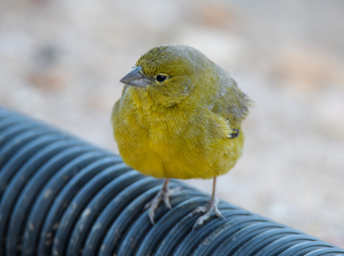 Greenish Yellow-Finch - miguel sepulveda