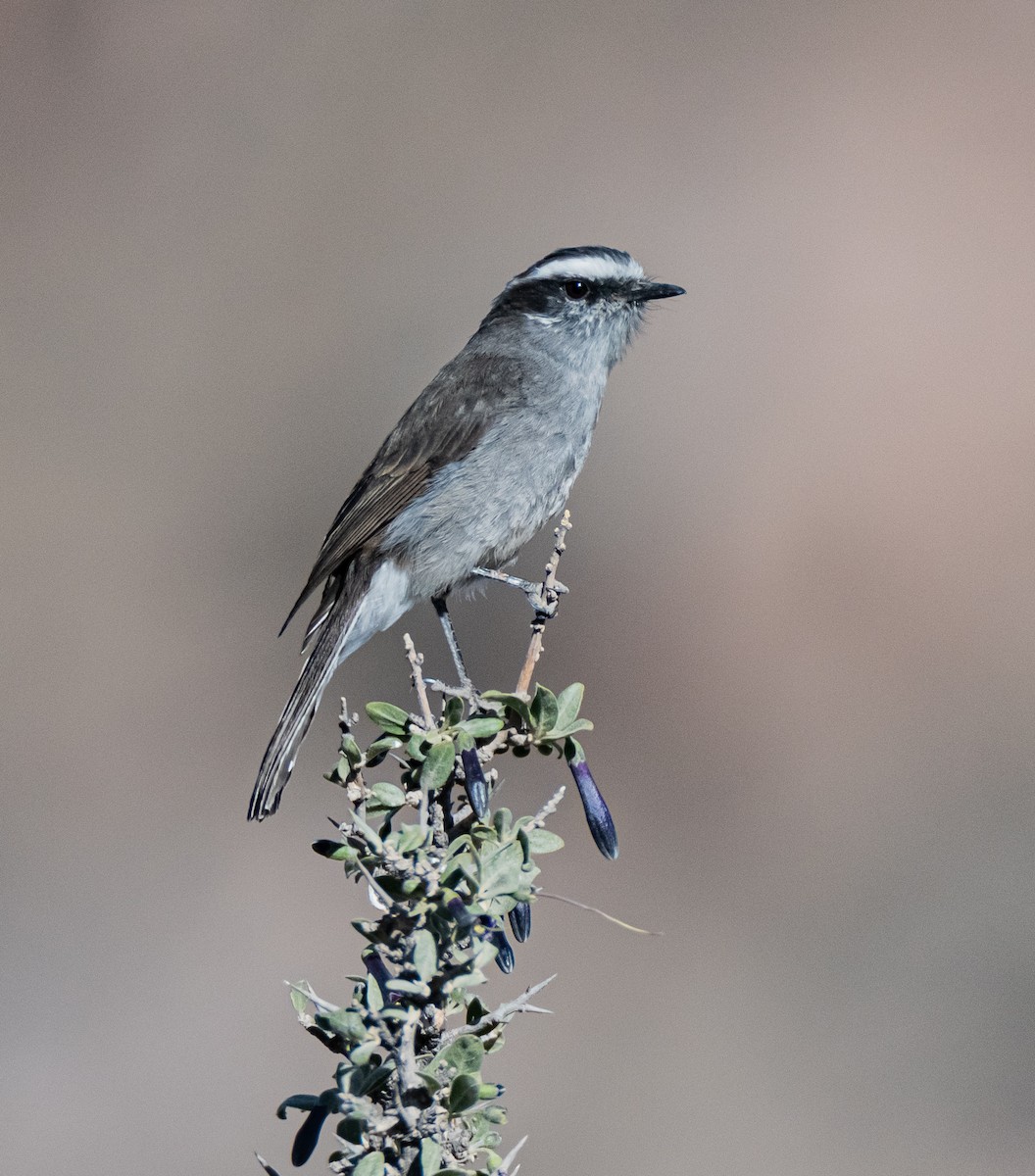 White-browed Chat-Tyrant - miguel sepulveda