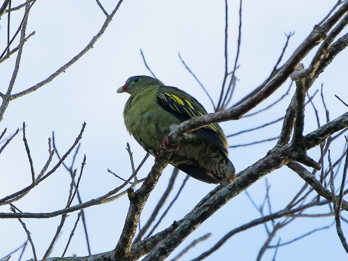Thick-billed Green-Pigeon - ML491776171