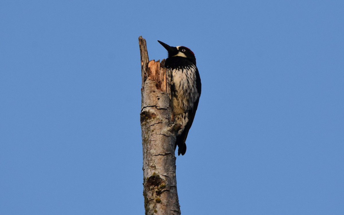 Acorn Woodpecker - ML491776381