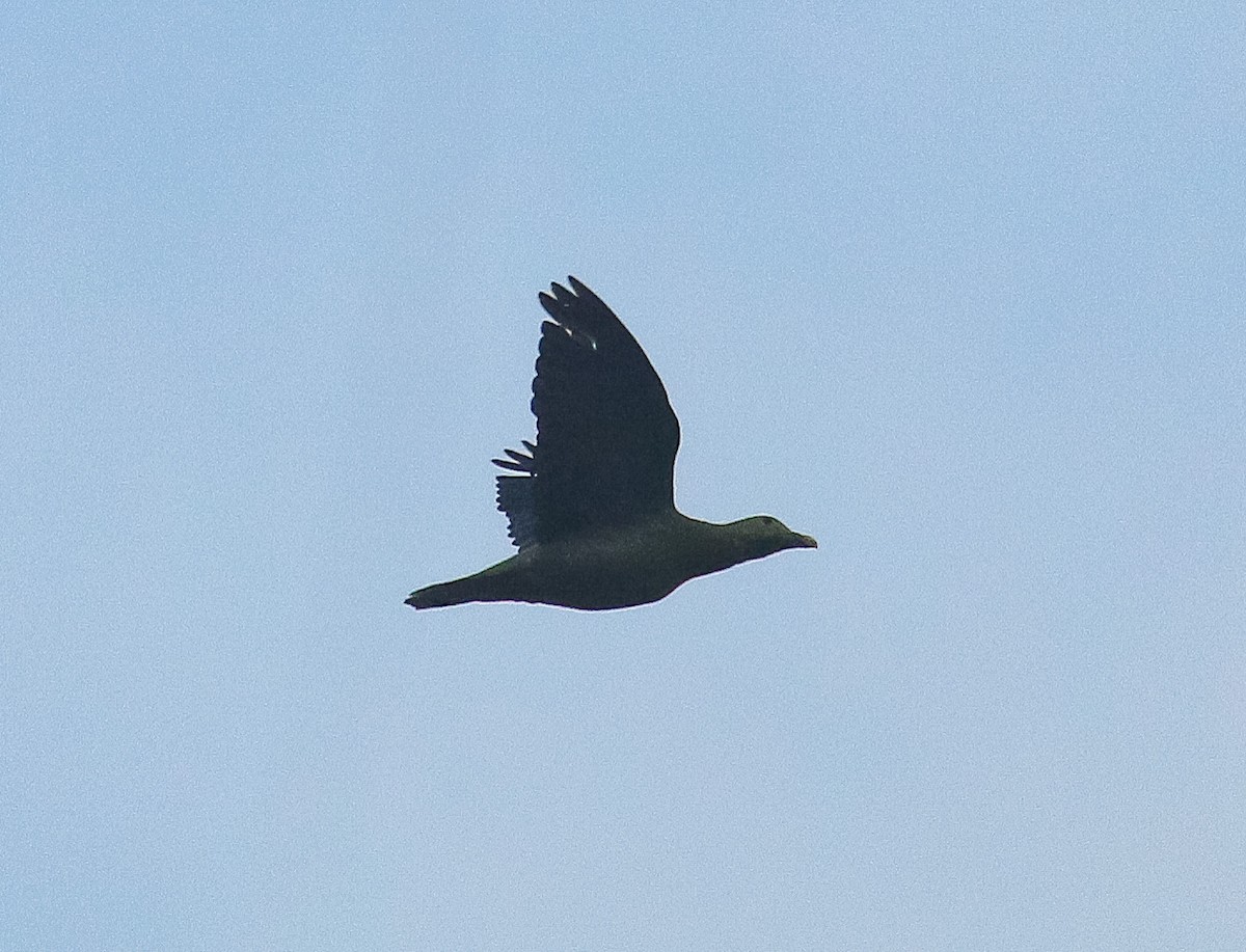 holub zelenošedý - ML491779611