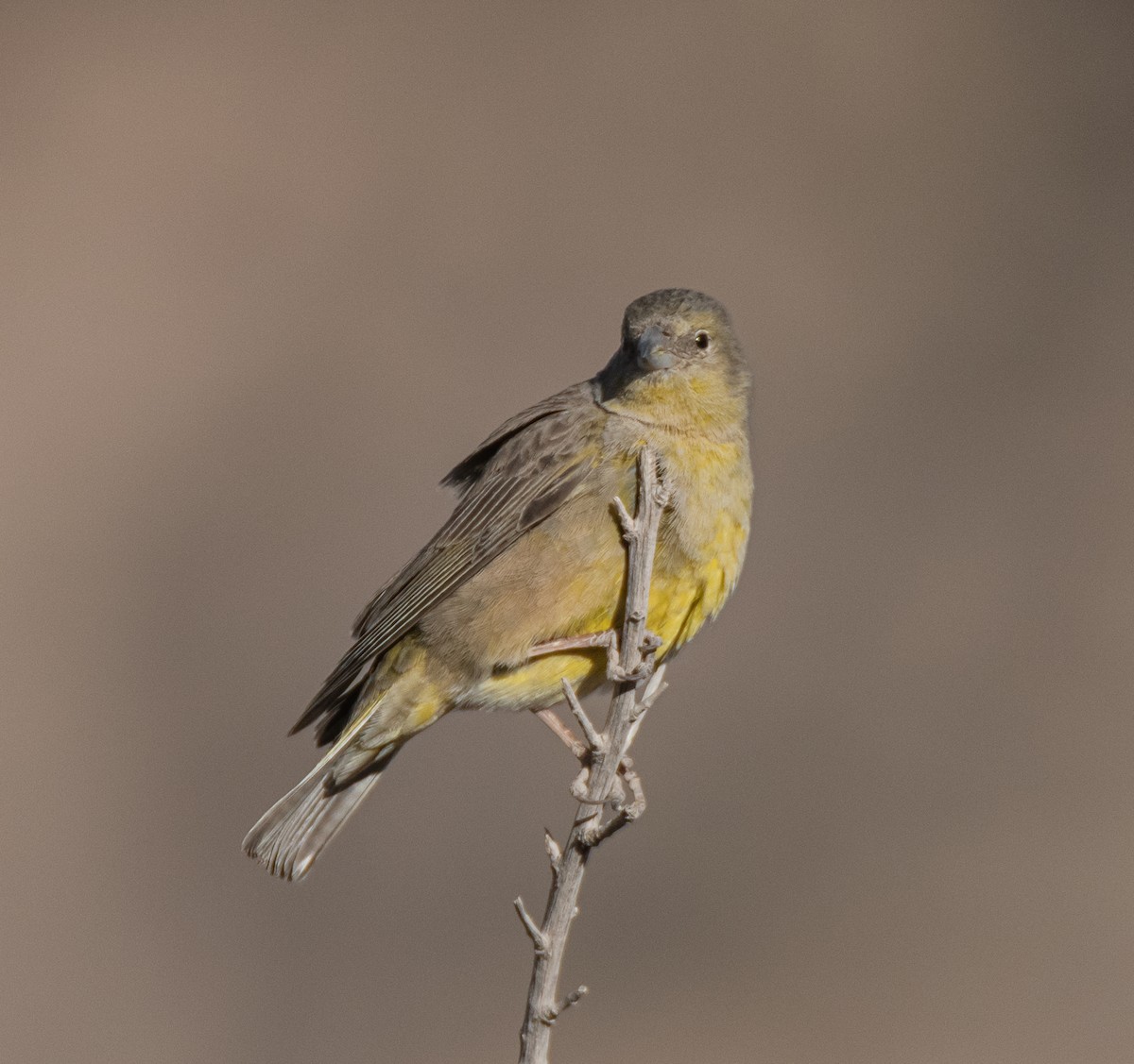 Greenish Yellow-Finch - ML491782401