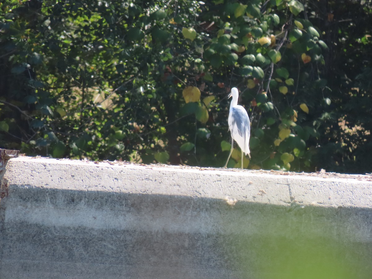 Little Blue Heron x Snowy Egret (hybrid) - ML491784911