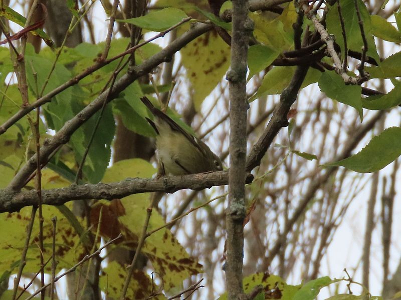 Ruby-crowned Kinglet - Tracy The Birder