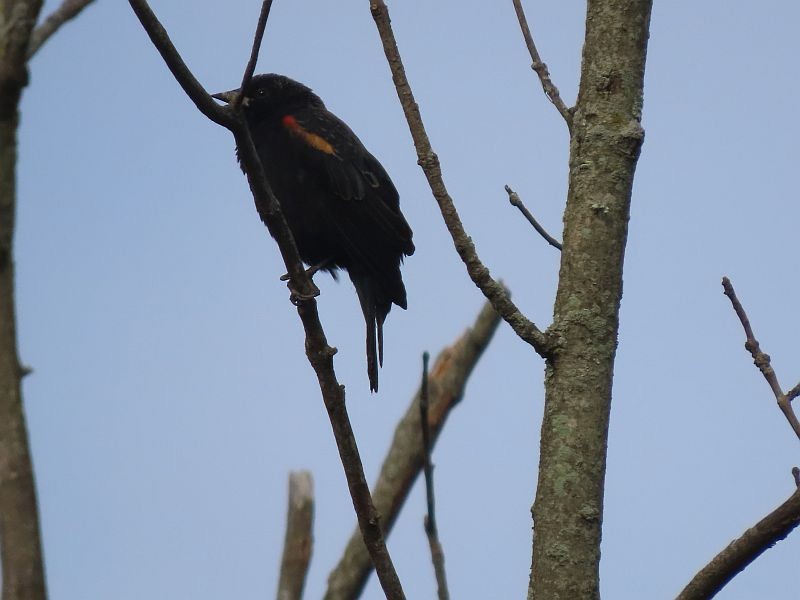 Red-winged Blackbird - ML491786191