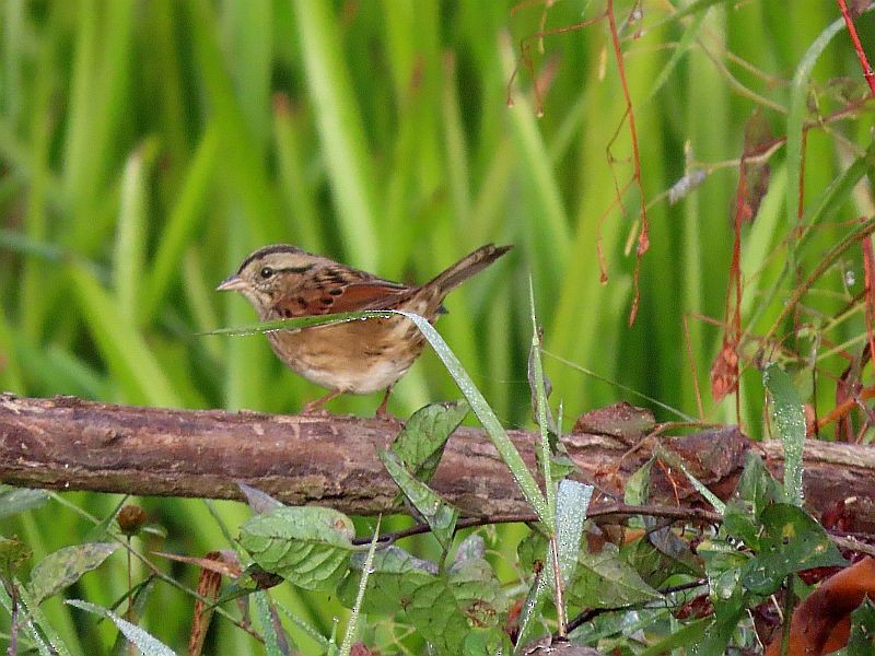 Swamp Sparrow - ML491787001