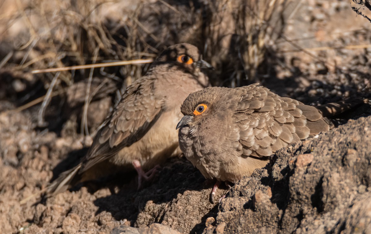 Bare-faced Ground Dove - miguel sepulveda