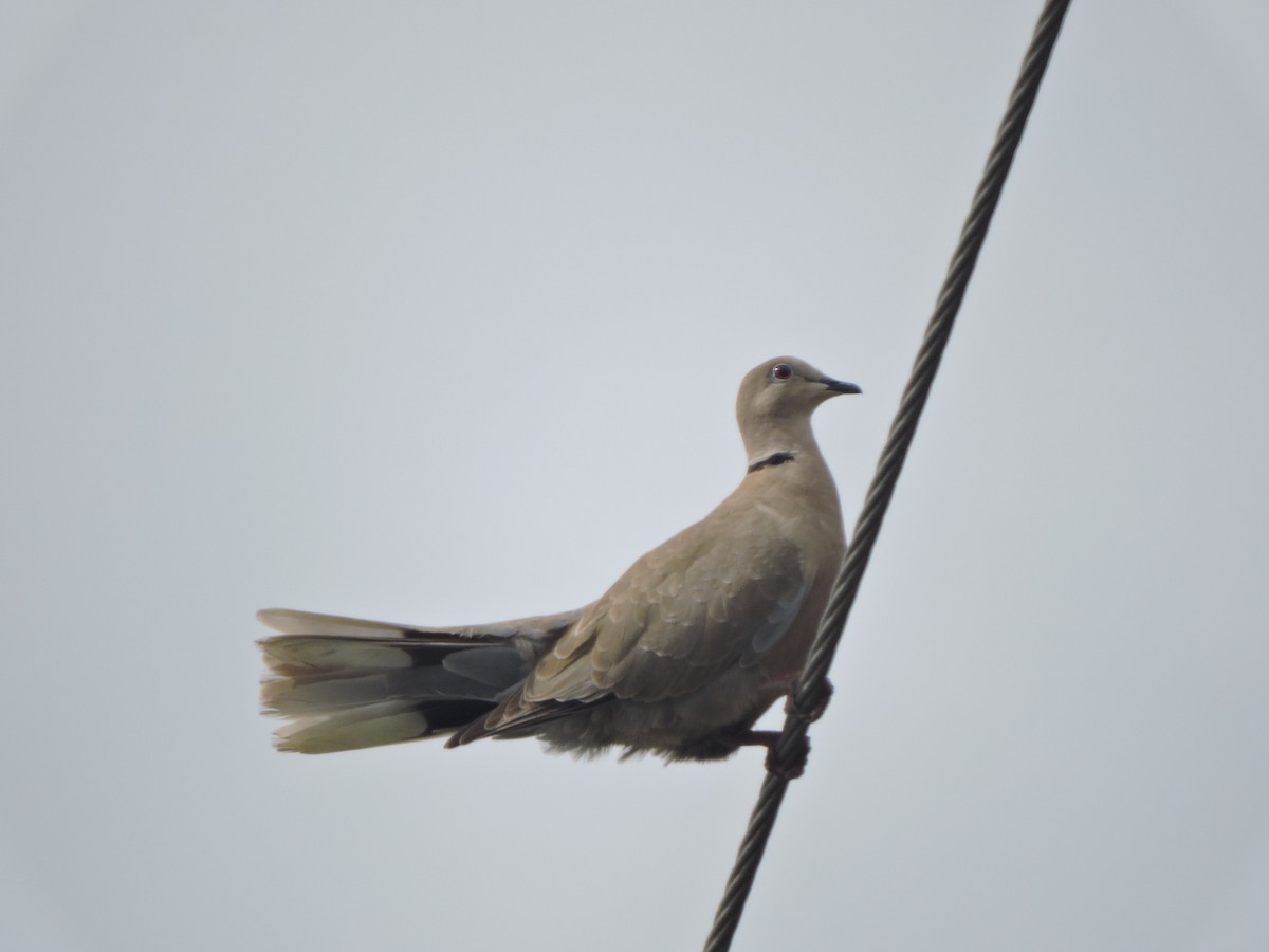 Eurasian Collared-Dove - ML491789961