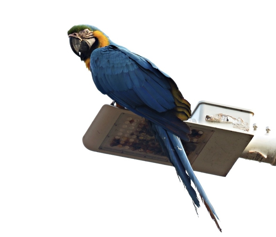 Blue-and-yellow Macaw - ML491790771