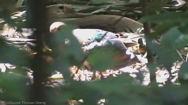 holub hnědohlavý - ML491791141