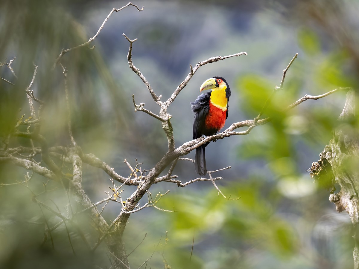 Red-breasted Toucan - ML491796191