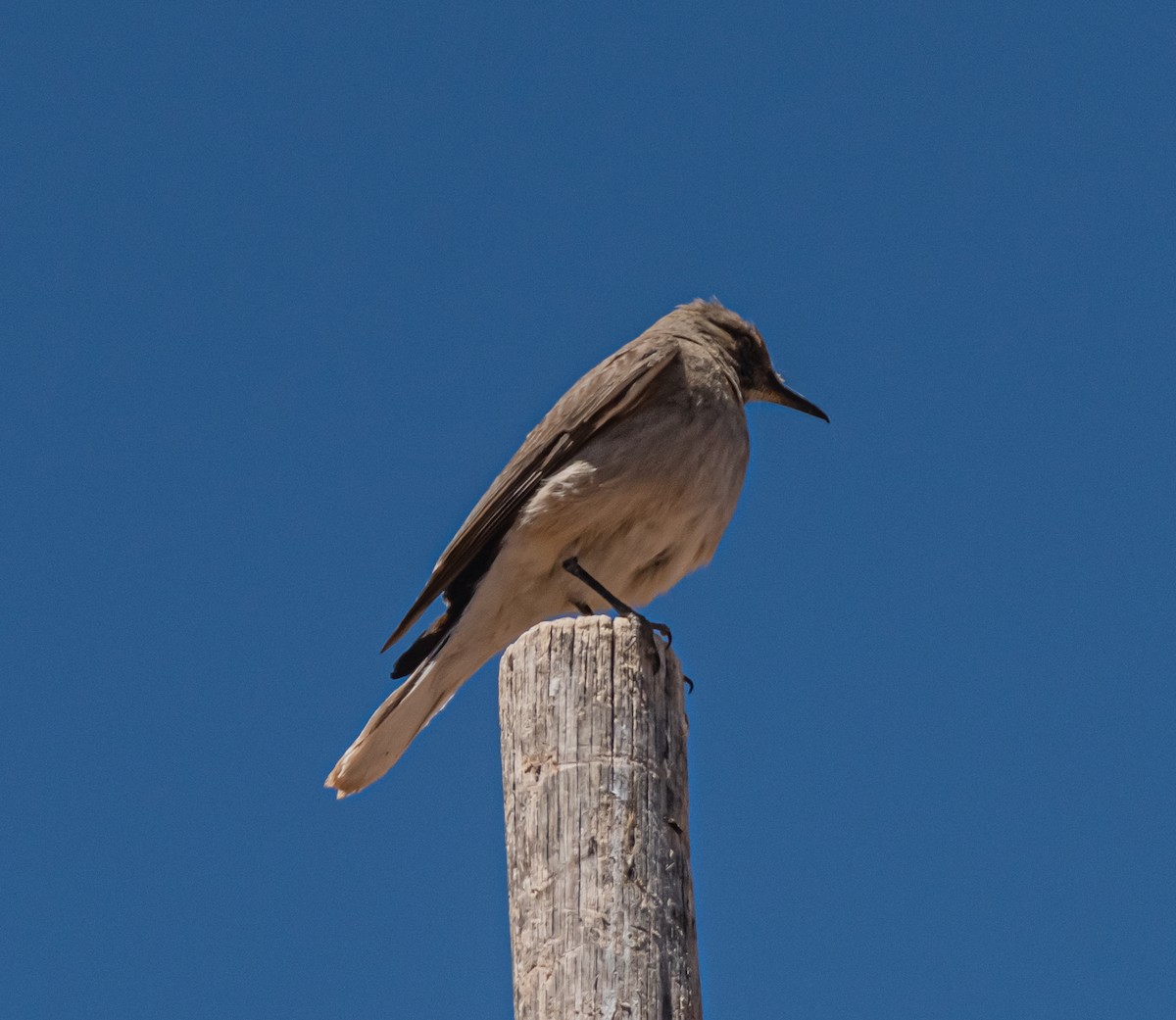 Black-billed Shrike-Tyrant - miguel sepulveda