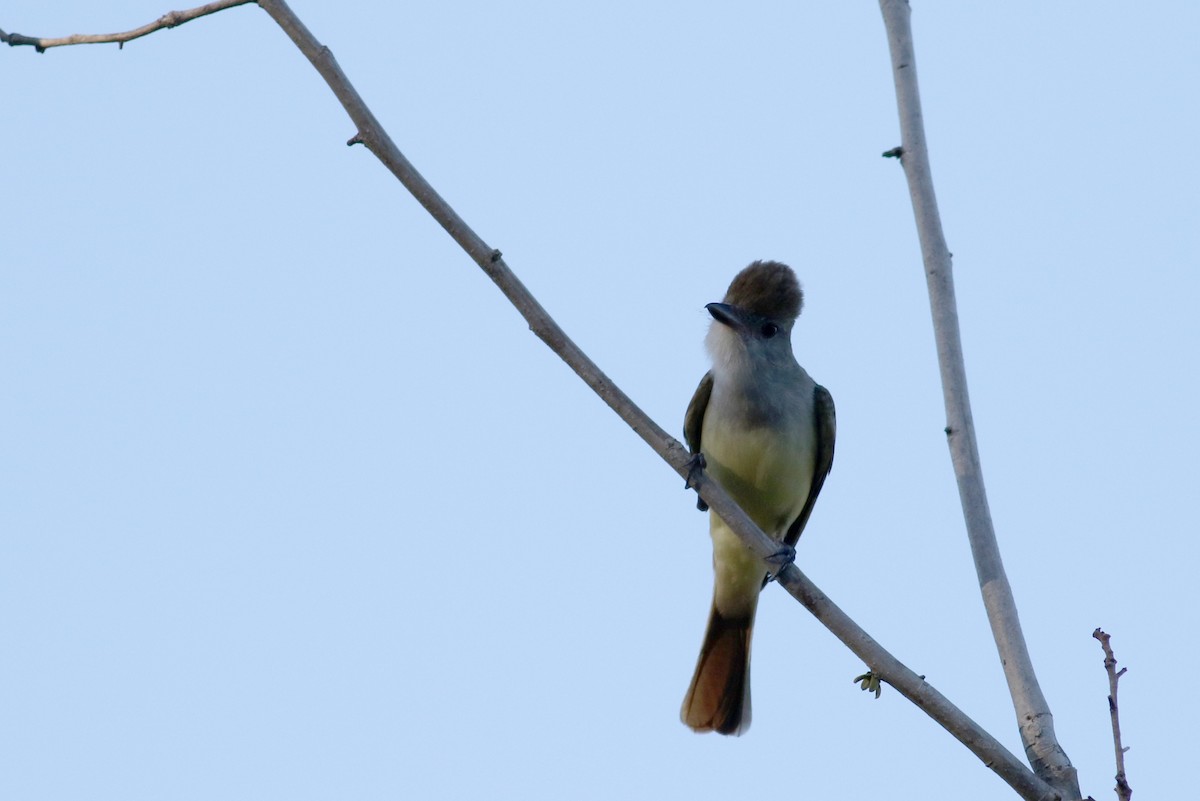 Brown-crested Flycatcher (Ometepe) - ML49180721