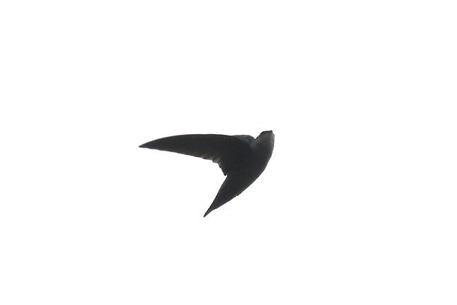 Gray-rumped Swift - ML49181091