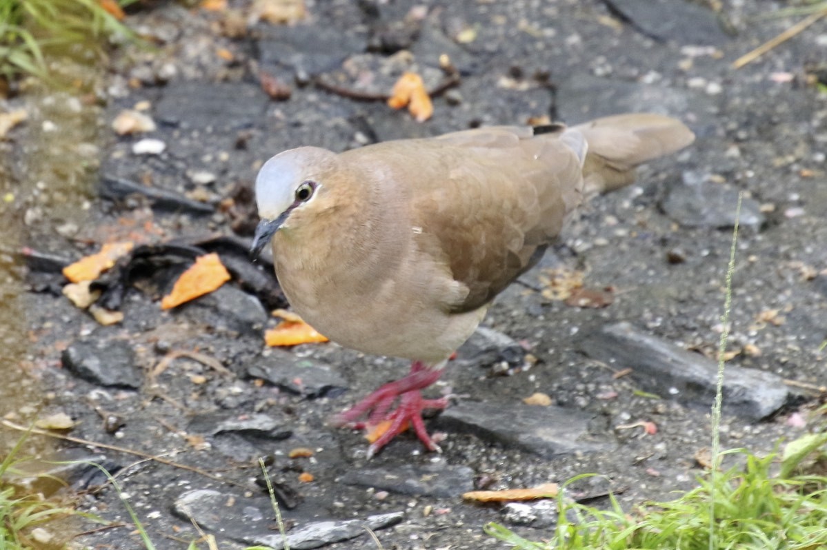 Gray-fronted Dove - ML49181451