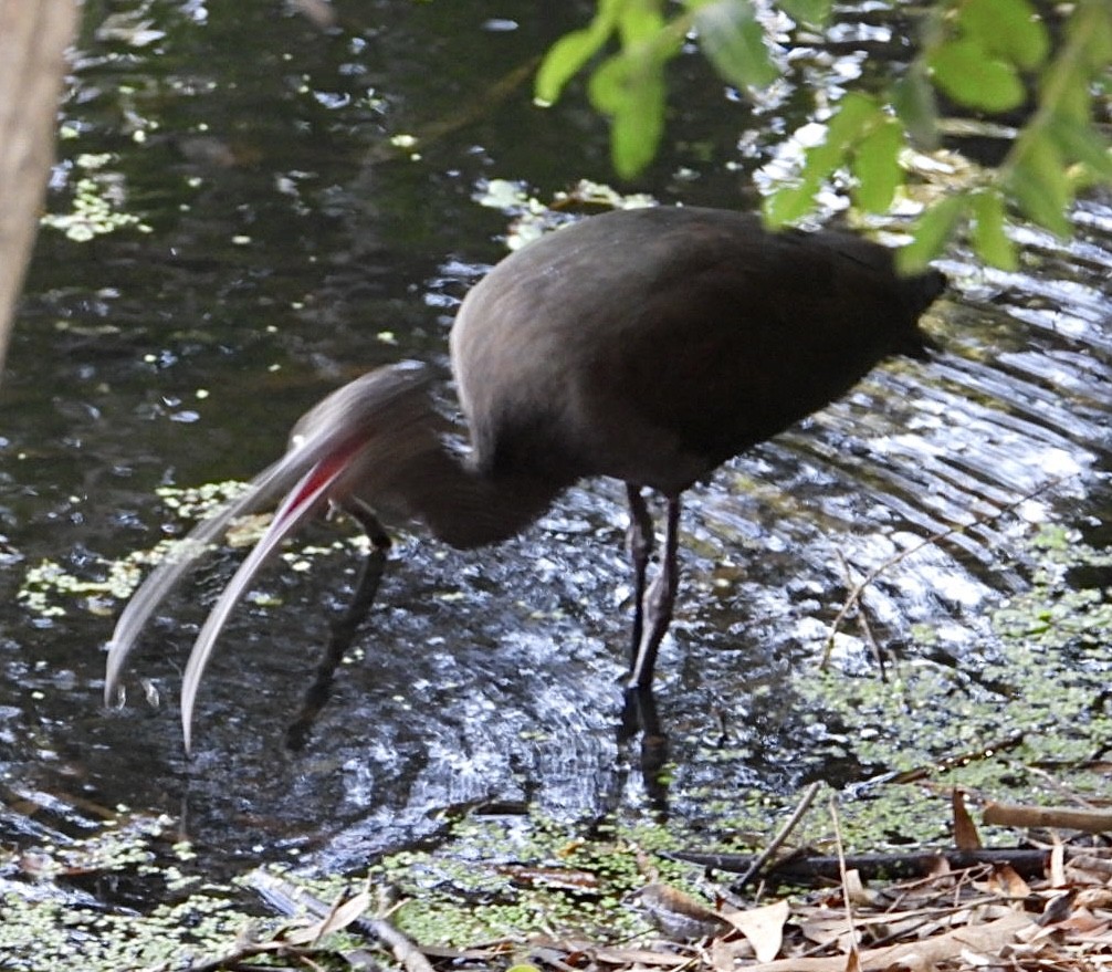 ibis americký - ML491814971