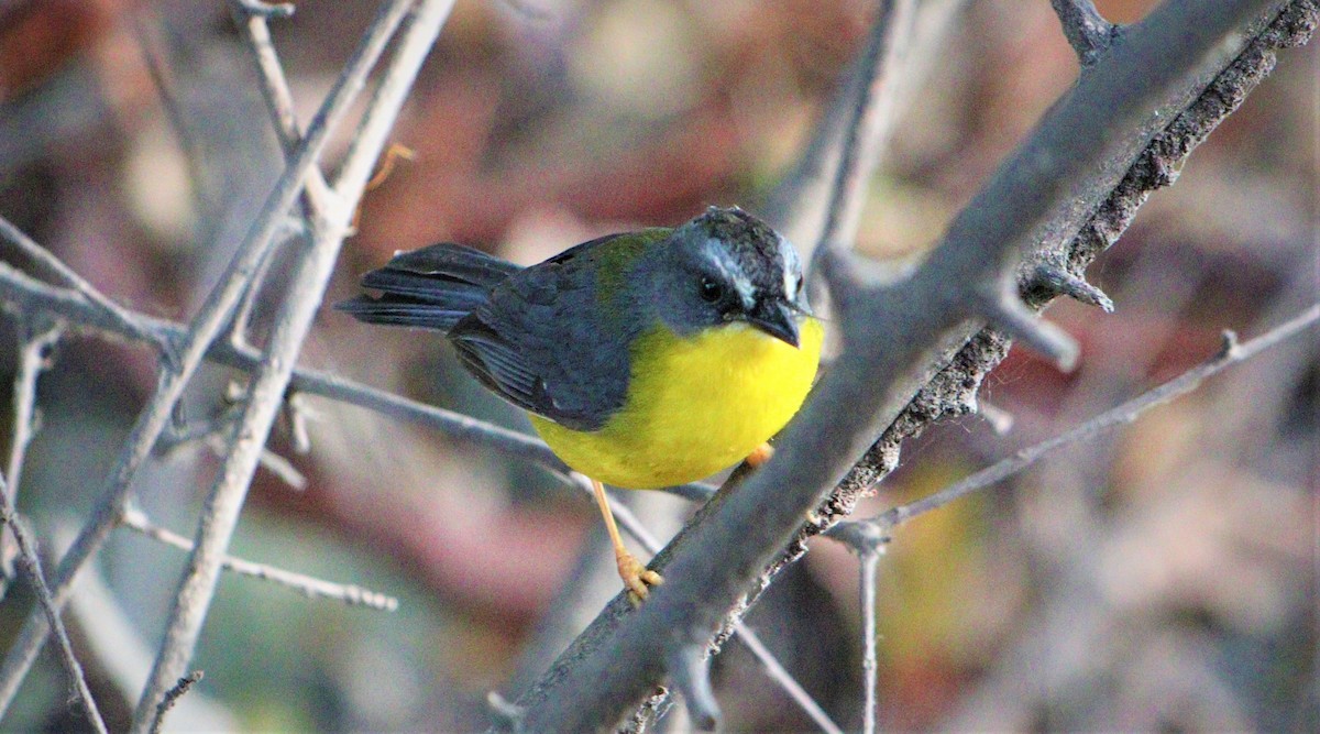 Gray-and-gold Warbler - ML491815581