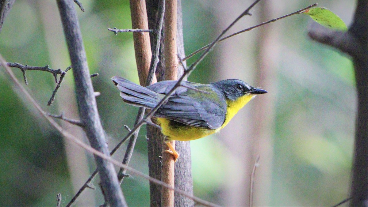 Gray-and-gold Warbler - ML491815721