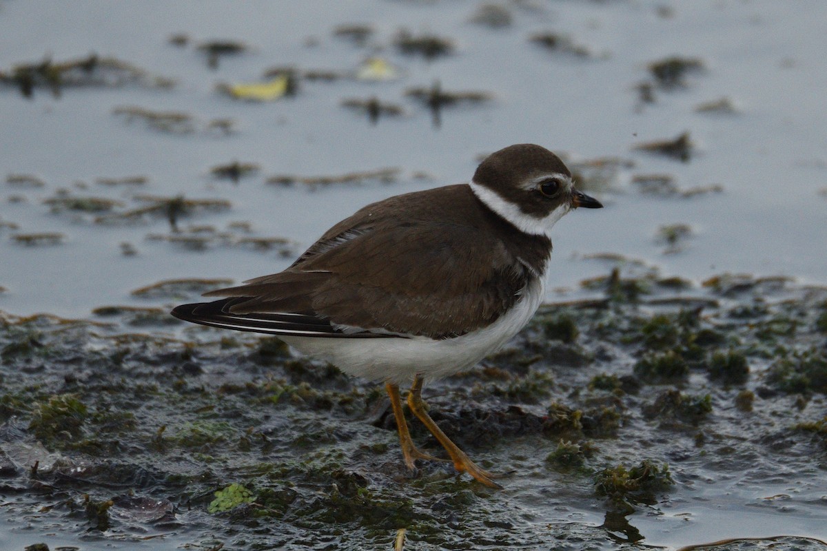 Semipalmated Plover - ML491815781