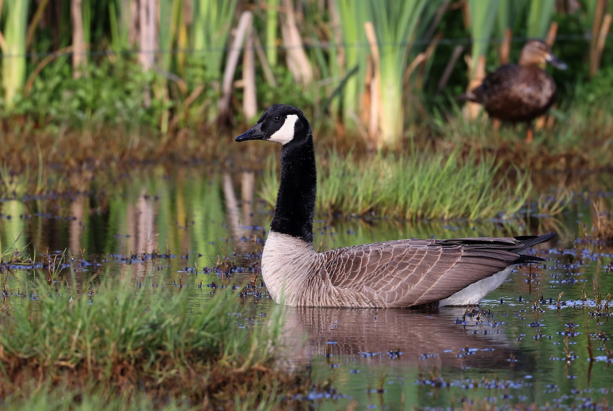 eBird Checklist - 9 Oct 2022 - Kingston Common--Main lagoon - 8 species ...