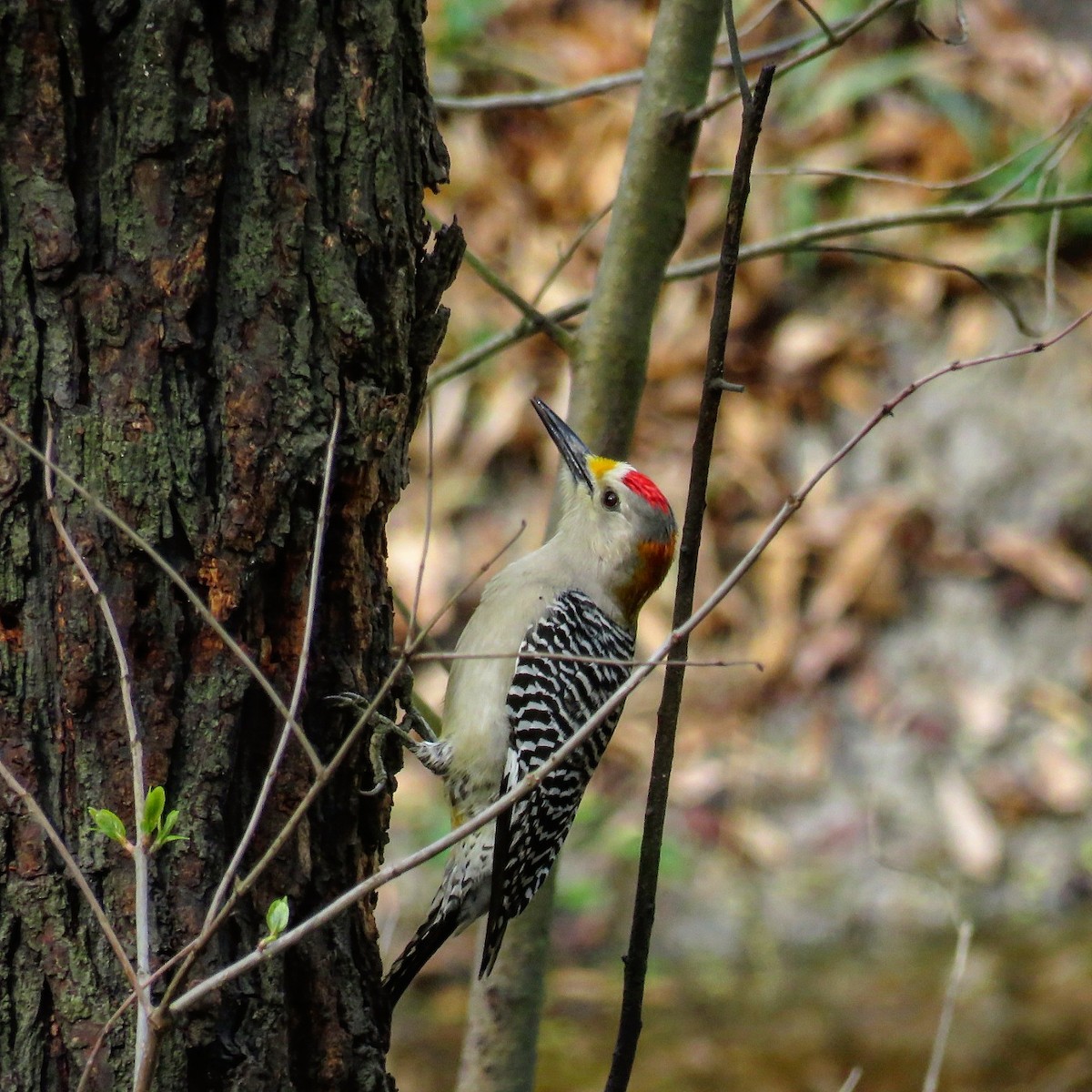 Golden-fronted Woodpecker - ML49182051