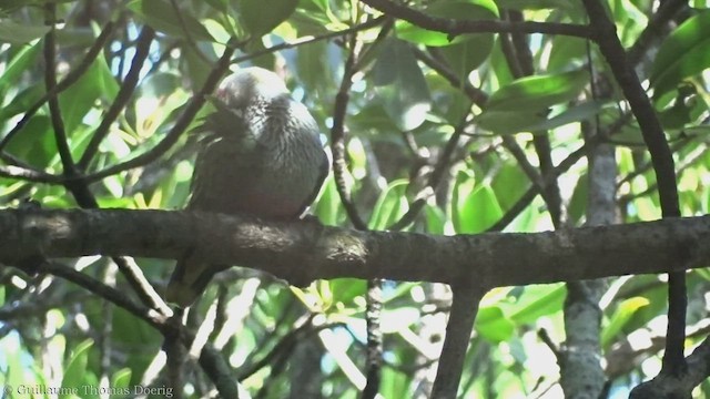 Rose-crowned Fruit-Dove - ML491820611