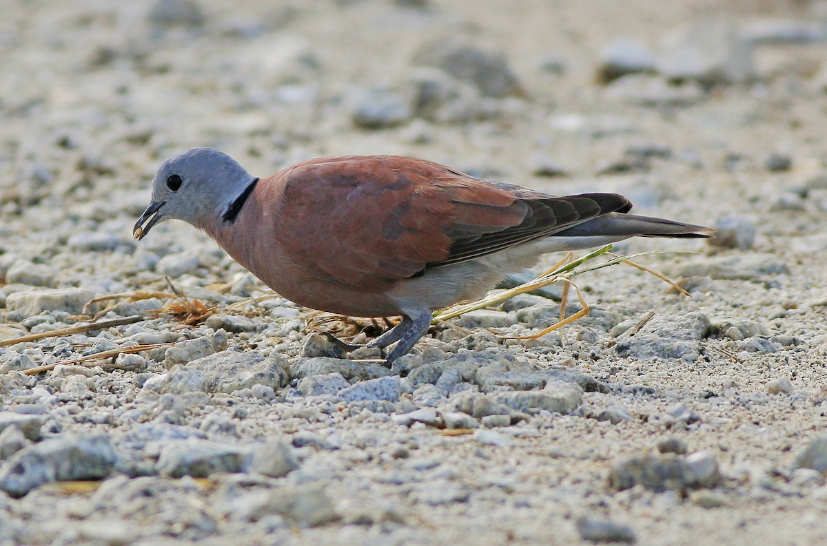 Red Collared-Dove - ML491823071