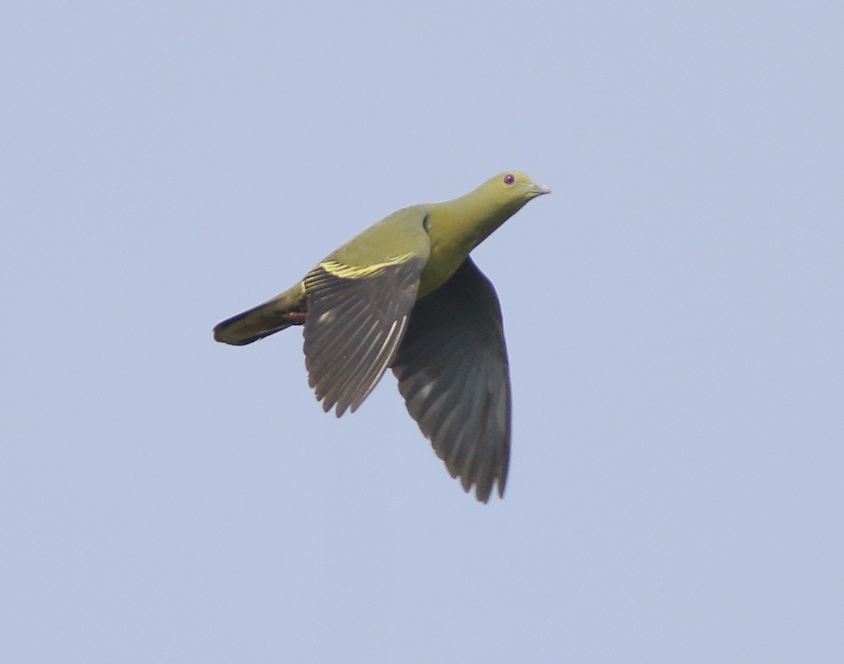 Розовошейный зелёный голубь - ML491823091