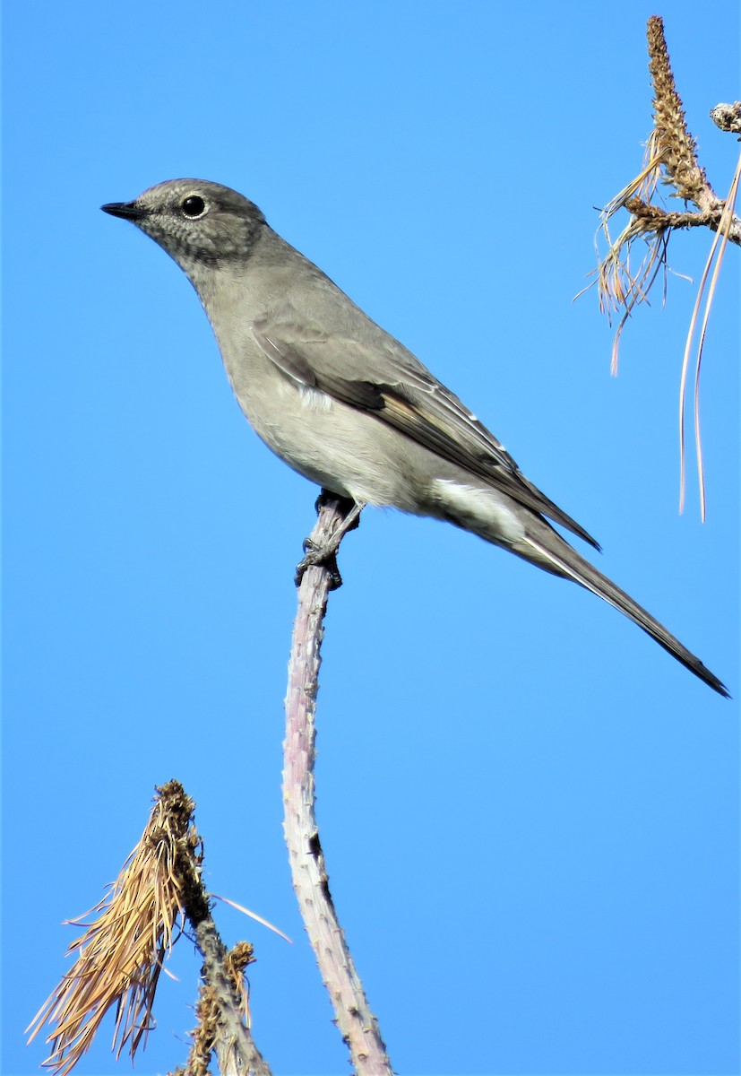 Townsend's Solitaire - ML491825641