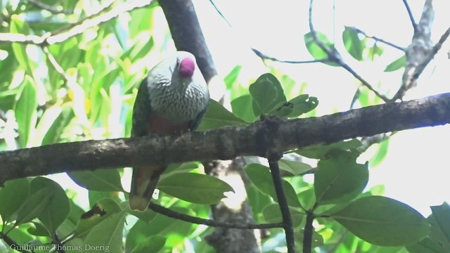 Rose-crowned Fruit-Dove - ML491827961