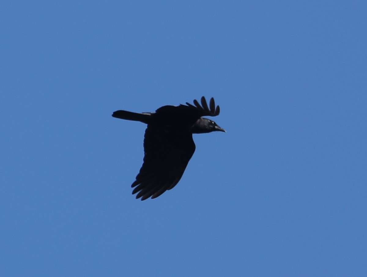 American Crow - ML491832801