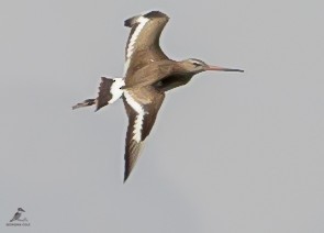 Black-tailed Godwit - ML491833361