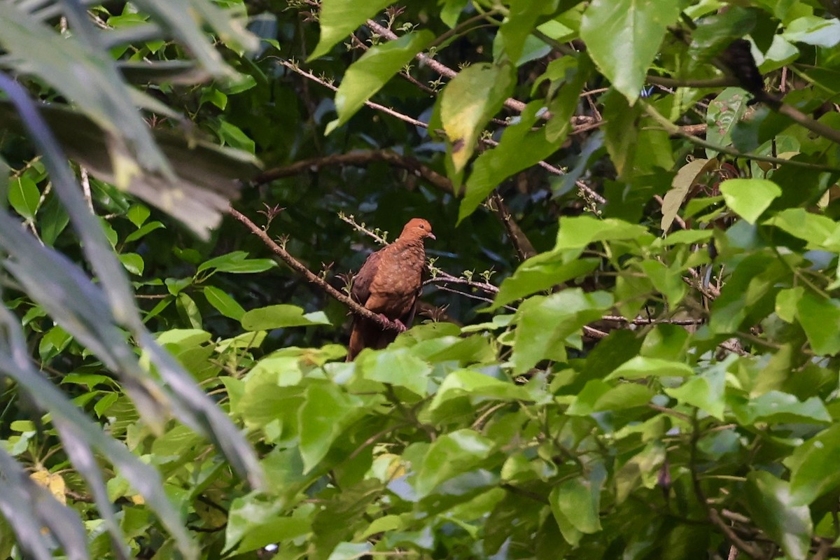 Ruddy Cuckoo-Dove - ML491833851