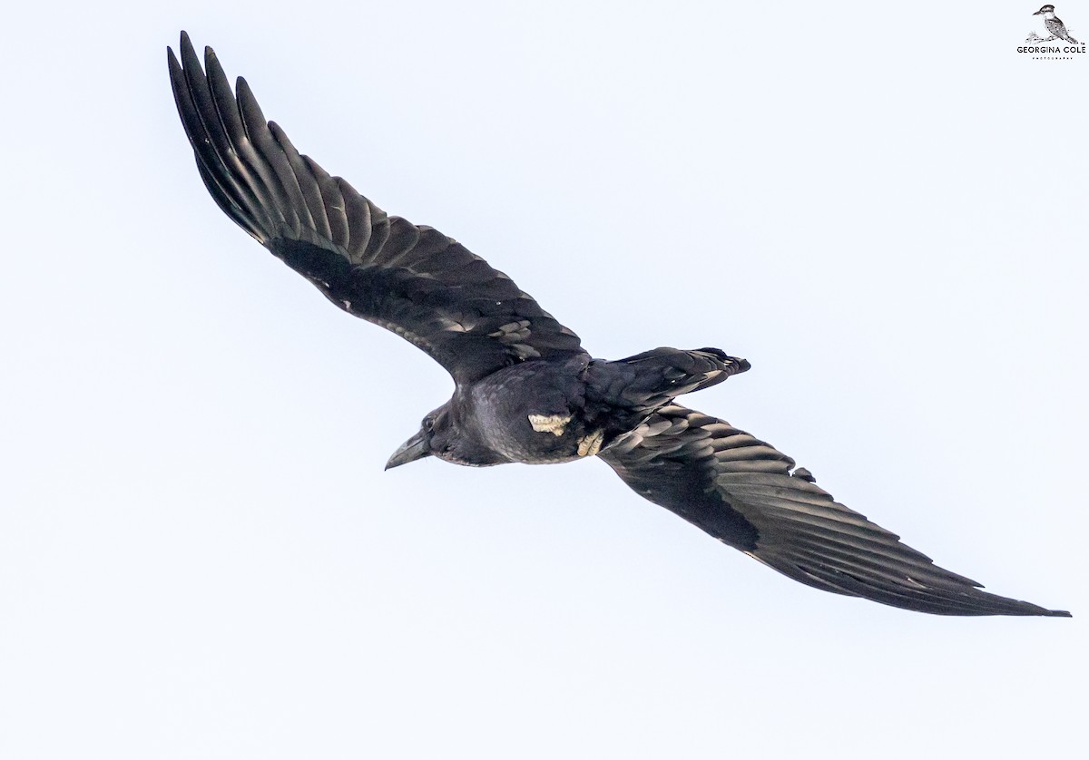 Brown-necked Raven - ML491834181