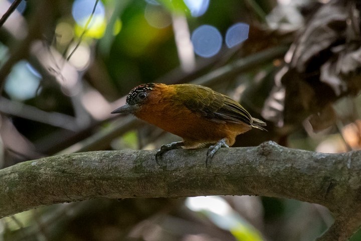 Rufous-breasted Piculet - ML491834391