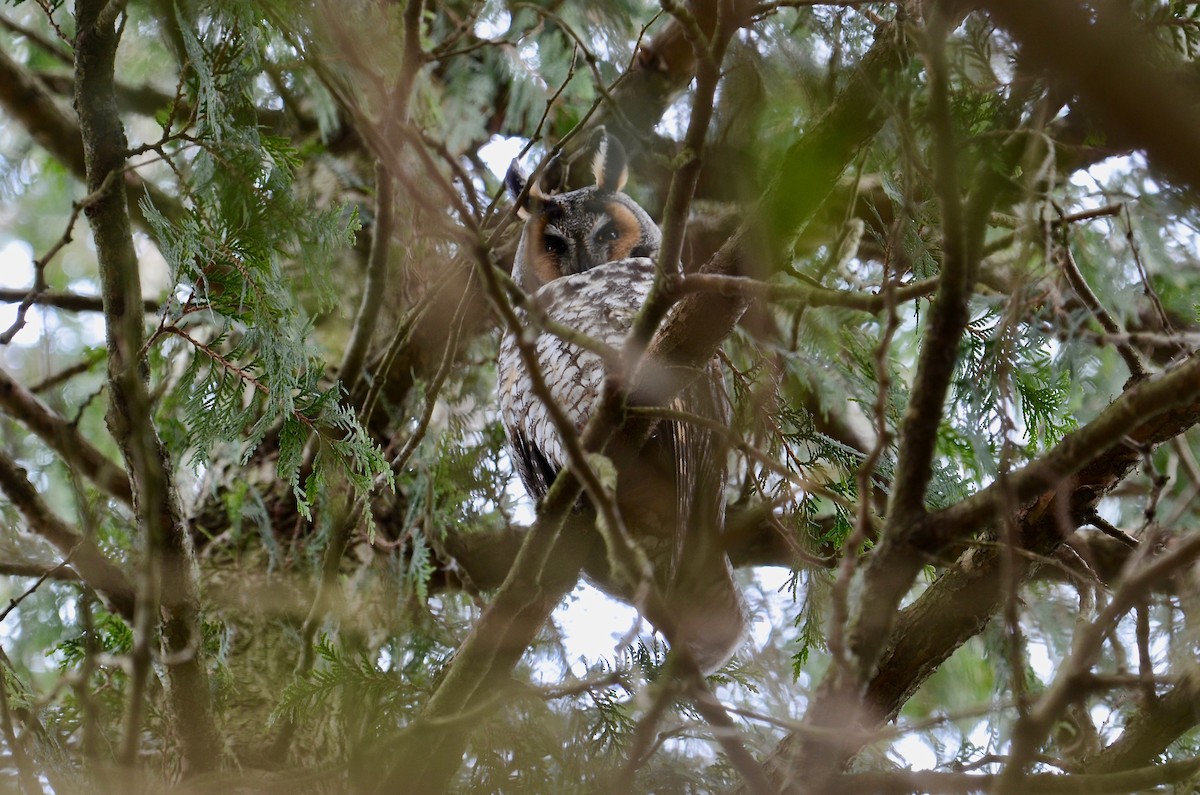 Long-eared Owl - David Govoni