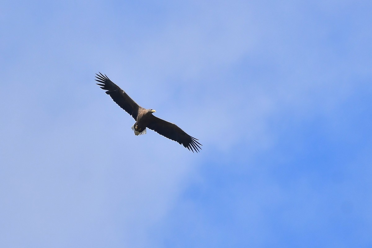 White-tailed Eagle - ML491836011