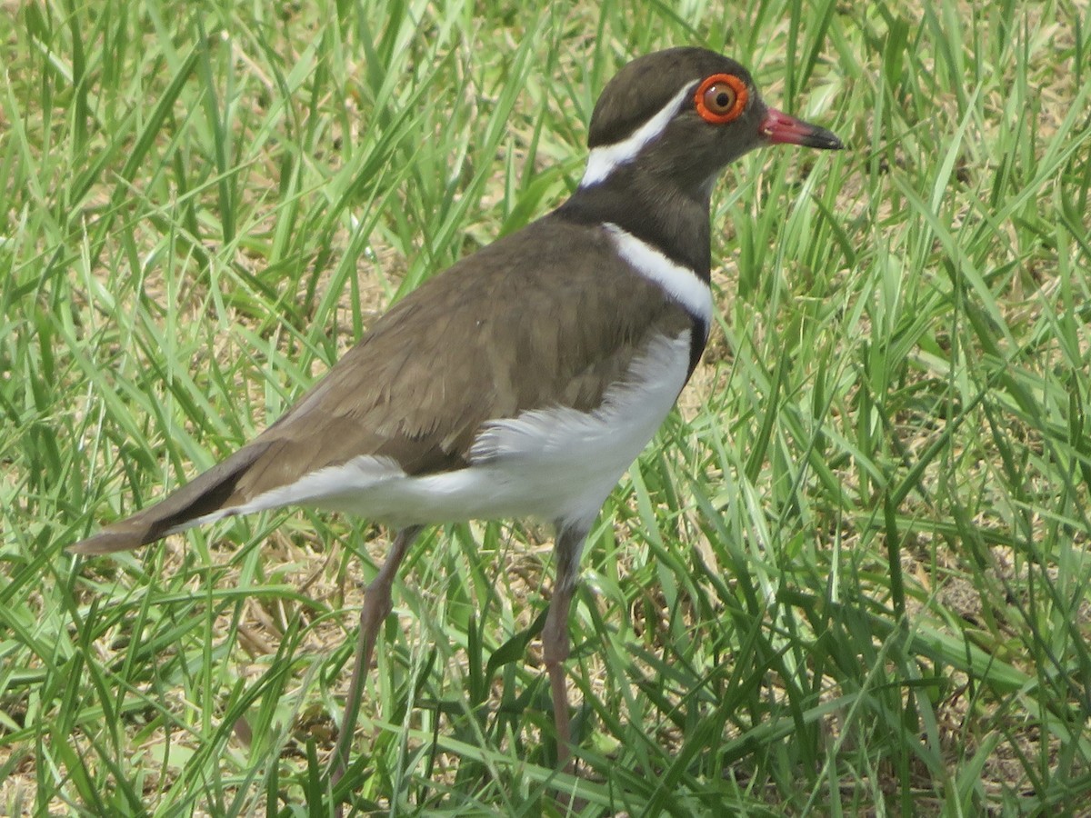 Forbes's Plover - ML491837311