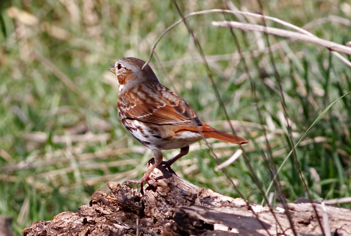 Fox Sparrow (Red) - Kris Petersen