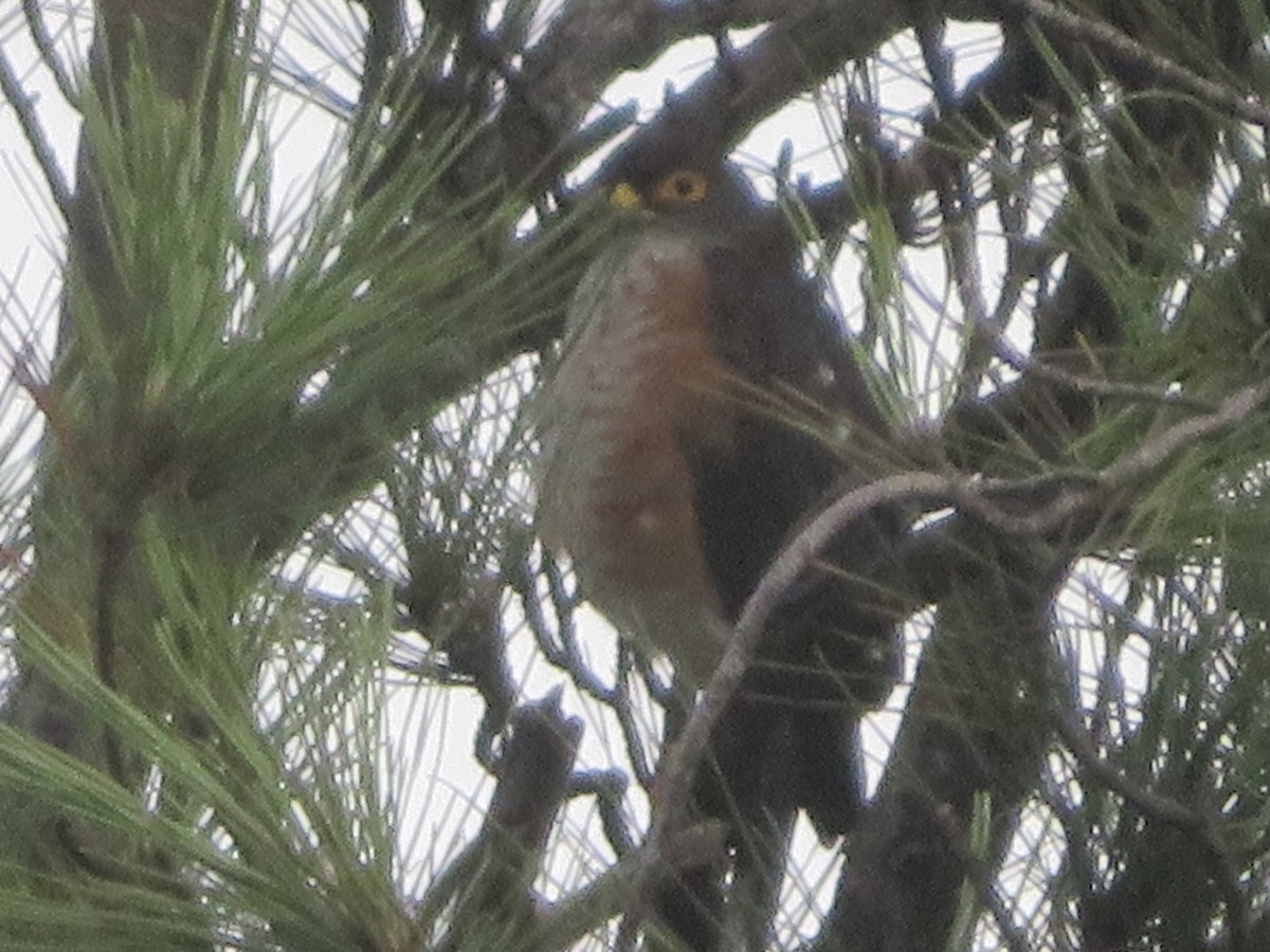 Red-thighed Sparrowhawk - ML491838081