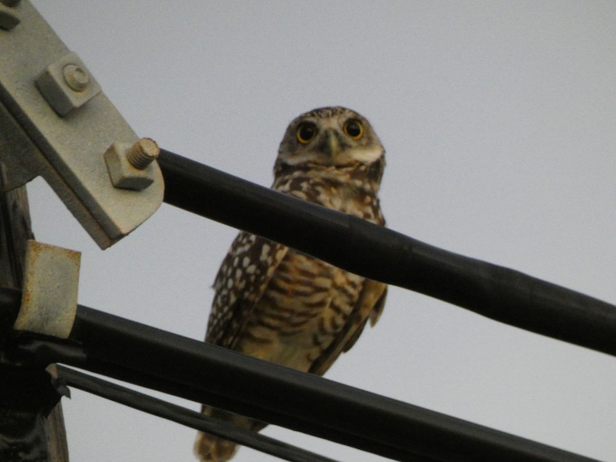 Burrowing Owl - ML491841141