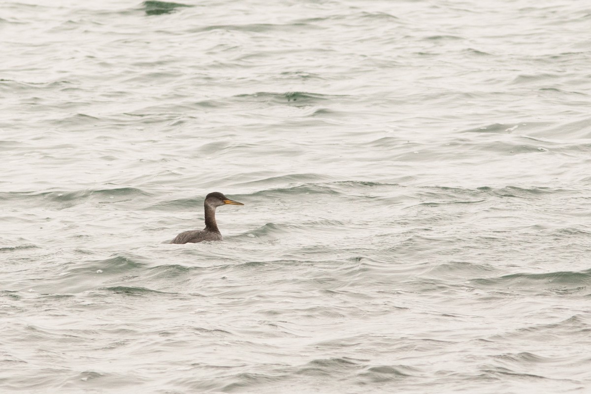 Red-necked Grebe - ML49184191