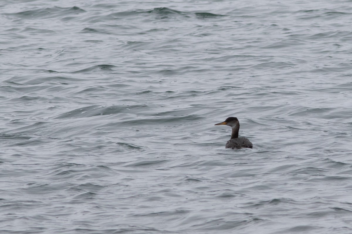 Red-necked Grebe - ML49184211